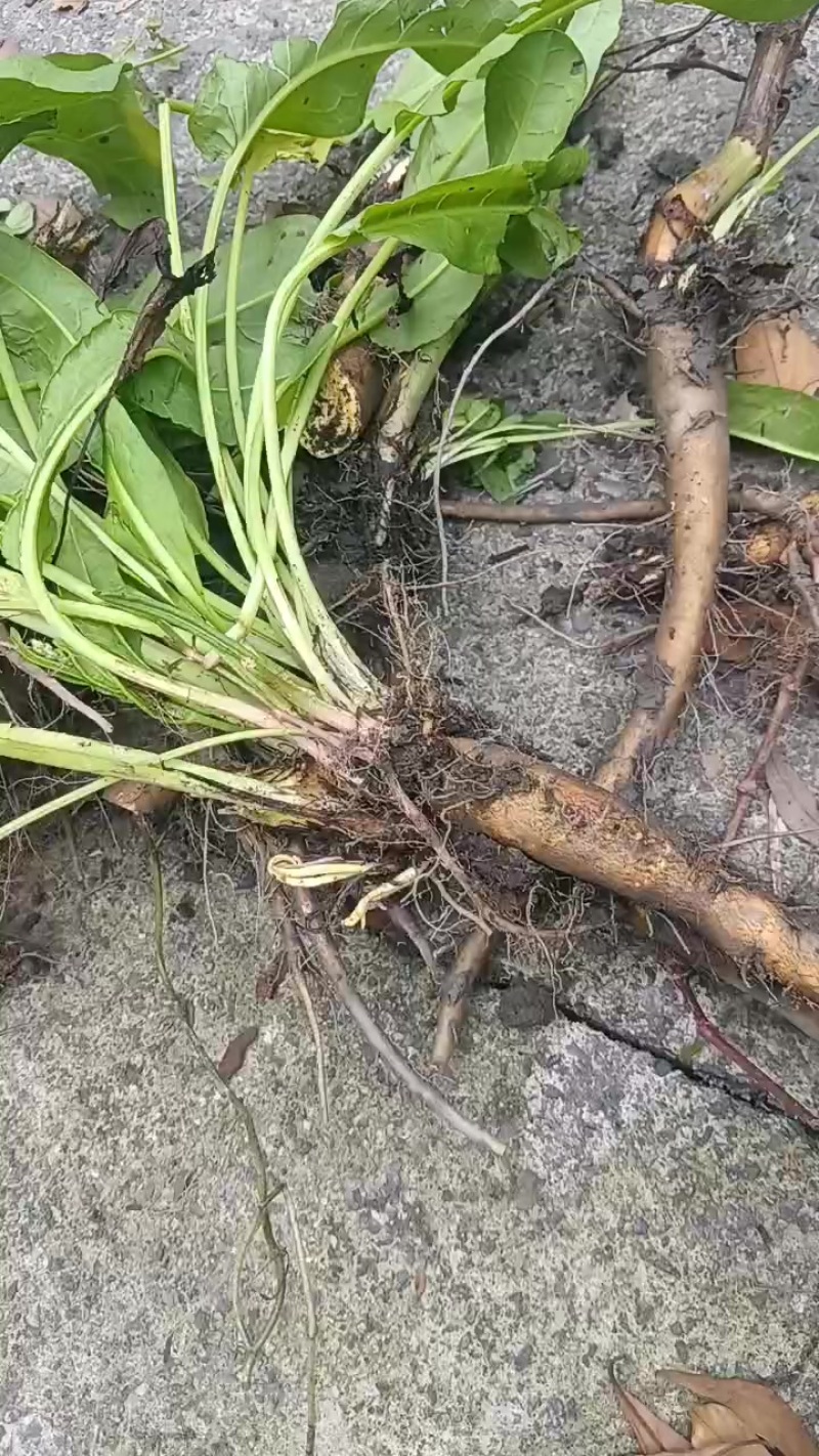 土大黄