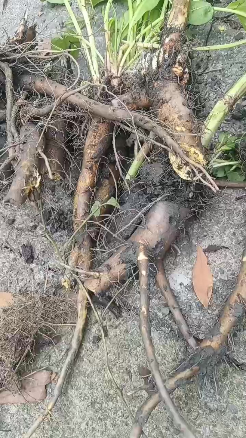 土大黄