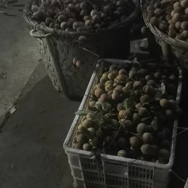兰竹荔枝大量兰竹