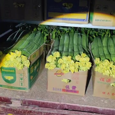 鲜花丝瓜大量有货，今天大落价。