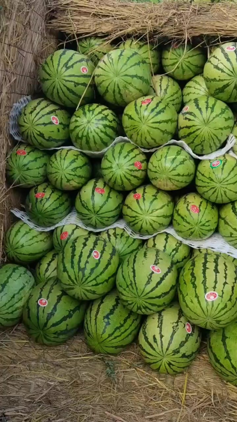 甘肃金花西瓜，硒砂瓜大吨位供应皮薄瓤红口感酥脆甜。欢迎全