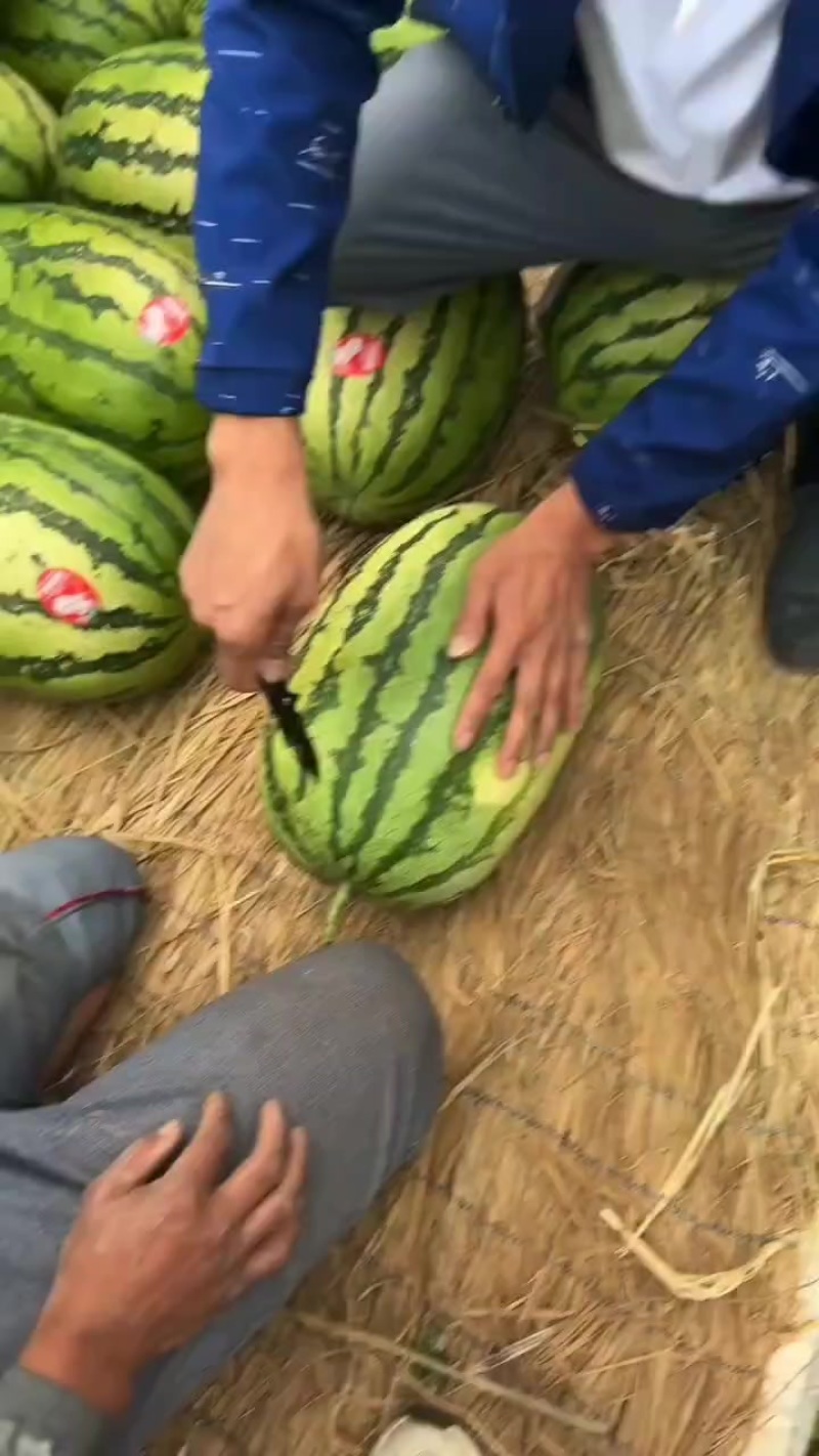 甘肃金花西瓜，硒砂瓜大吨位供应皮薄瓤红口感酥脆甜。欢迎全