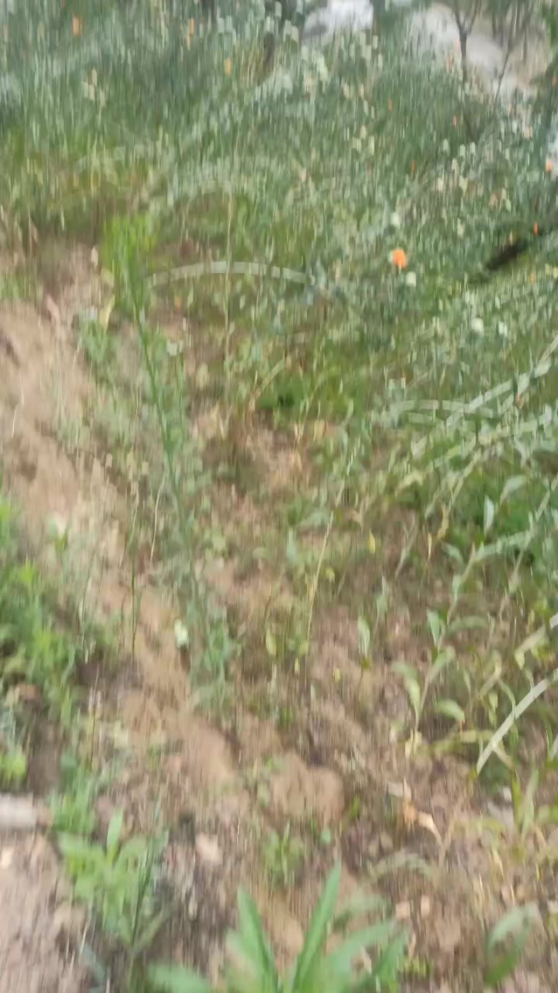 红花