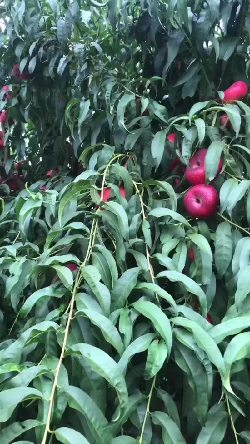 早金霞油蟠桃