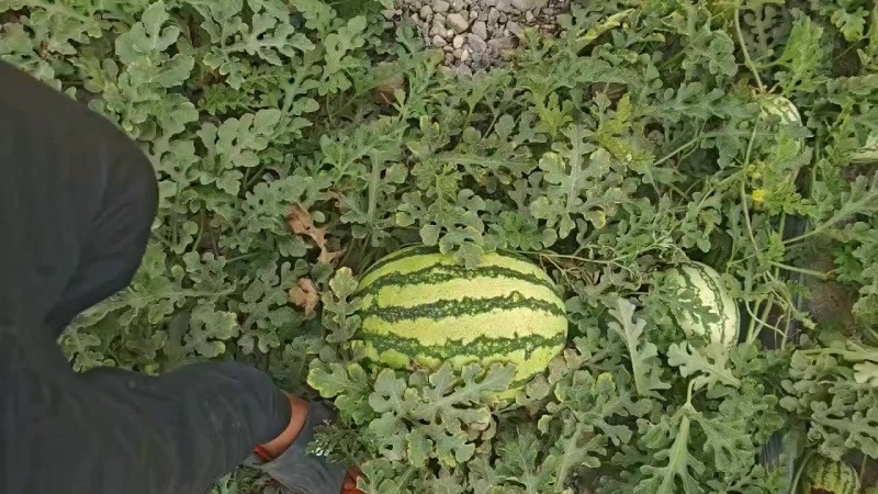宁夏硒砂瓜，大吨位供应皮薄瓤红口感酥脆甜，欢迎全国各地客