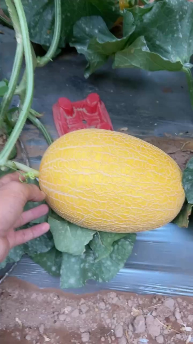金色年华