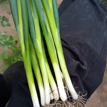 四毛钱一斤的小葱