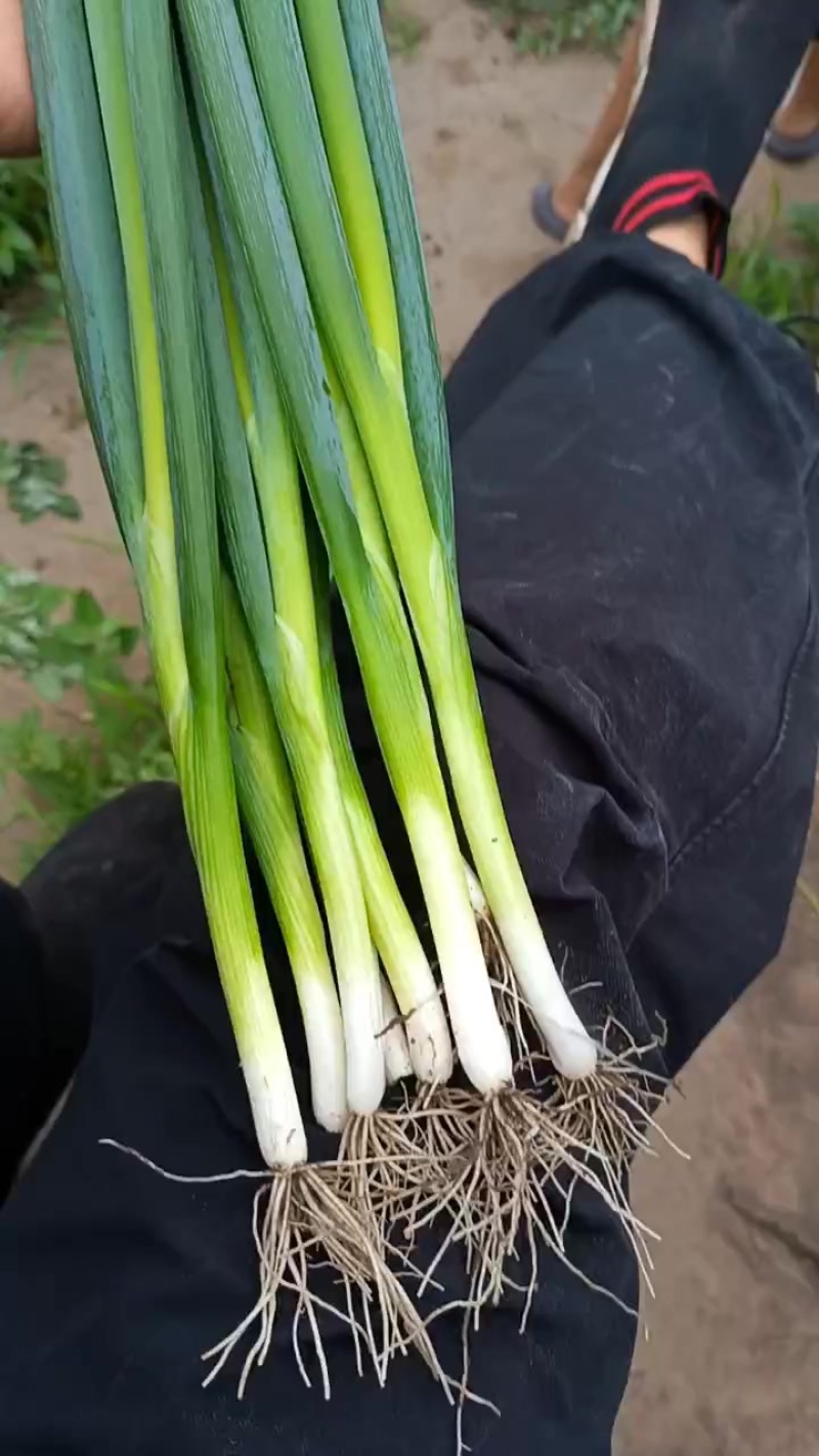 四毛钱一斤的小葱