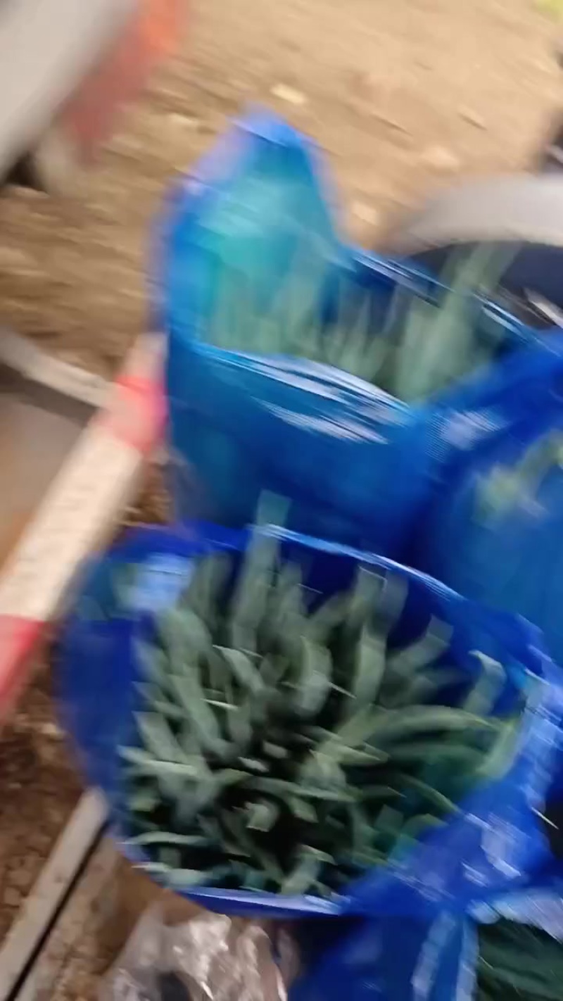 四毛钱一斤的小葱