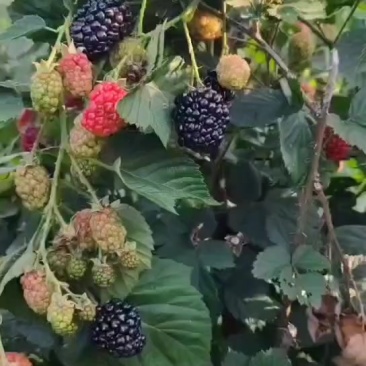 黑莓