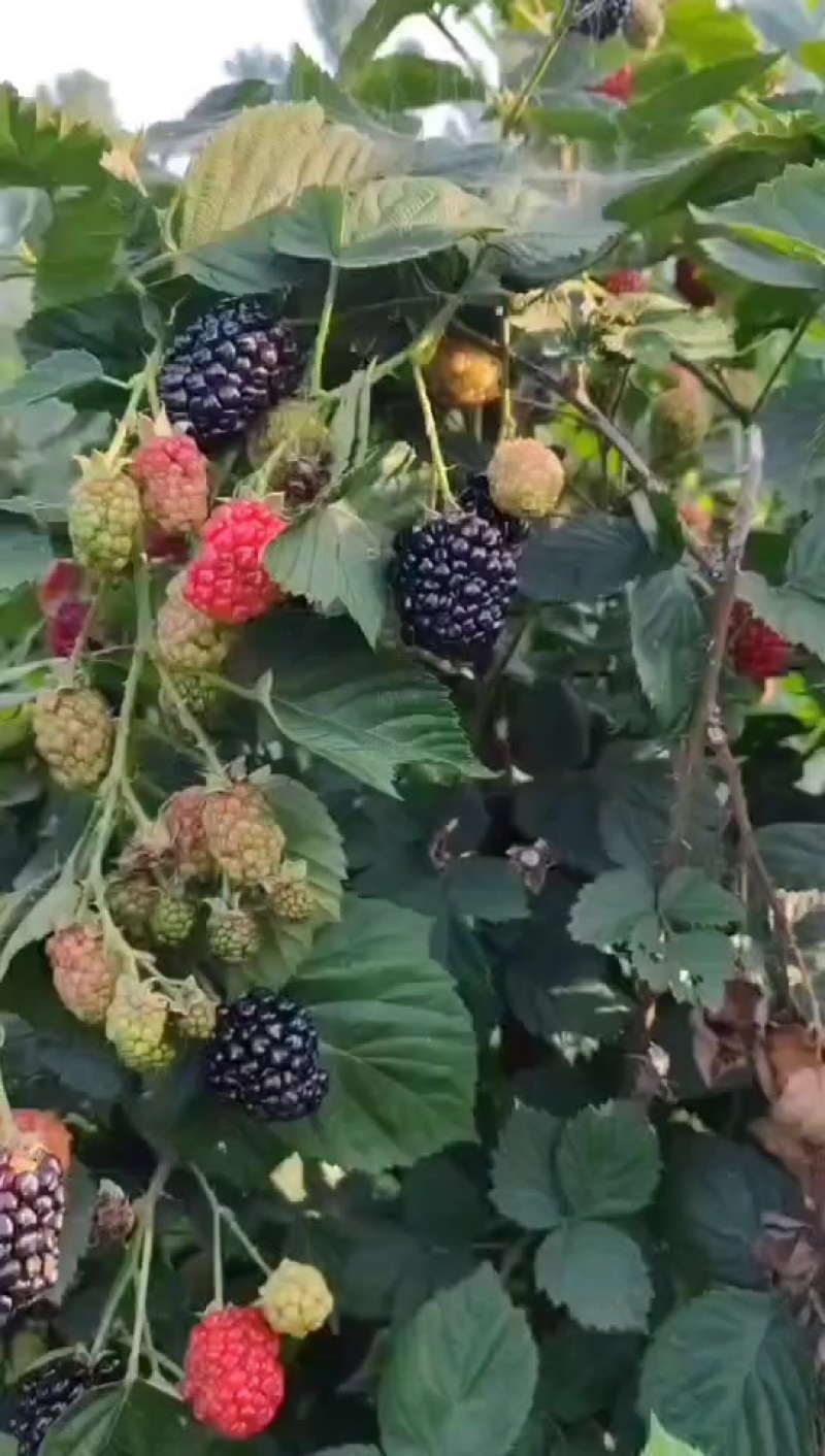 黑莓