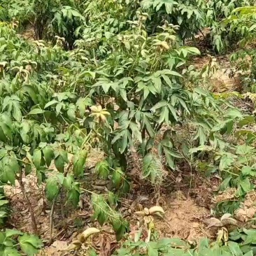 牡丹