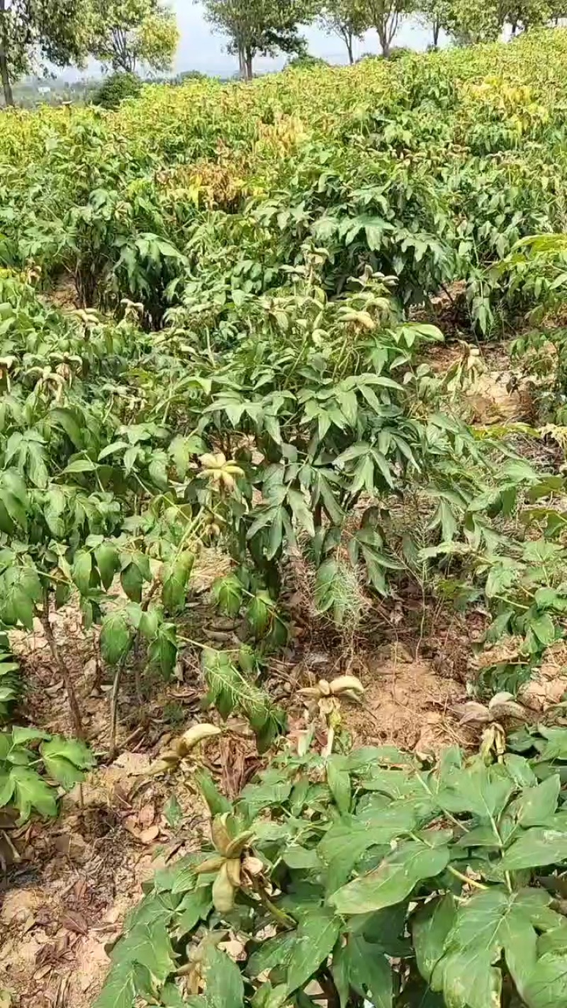 牡丹