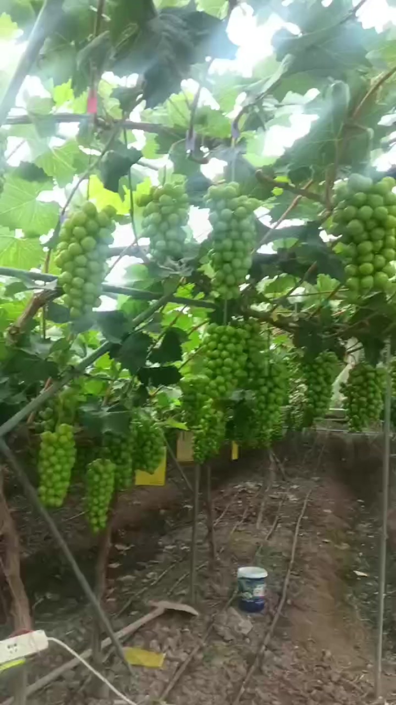阳光玫瑰