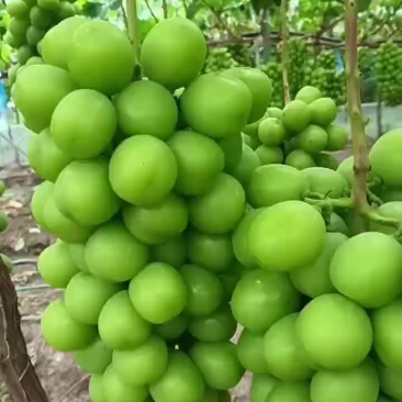 阳光玫瑰