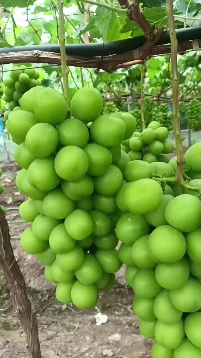 阳光玫瑰
