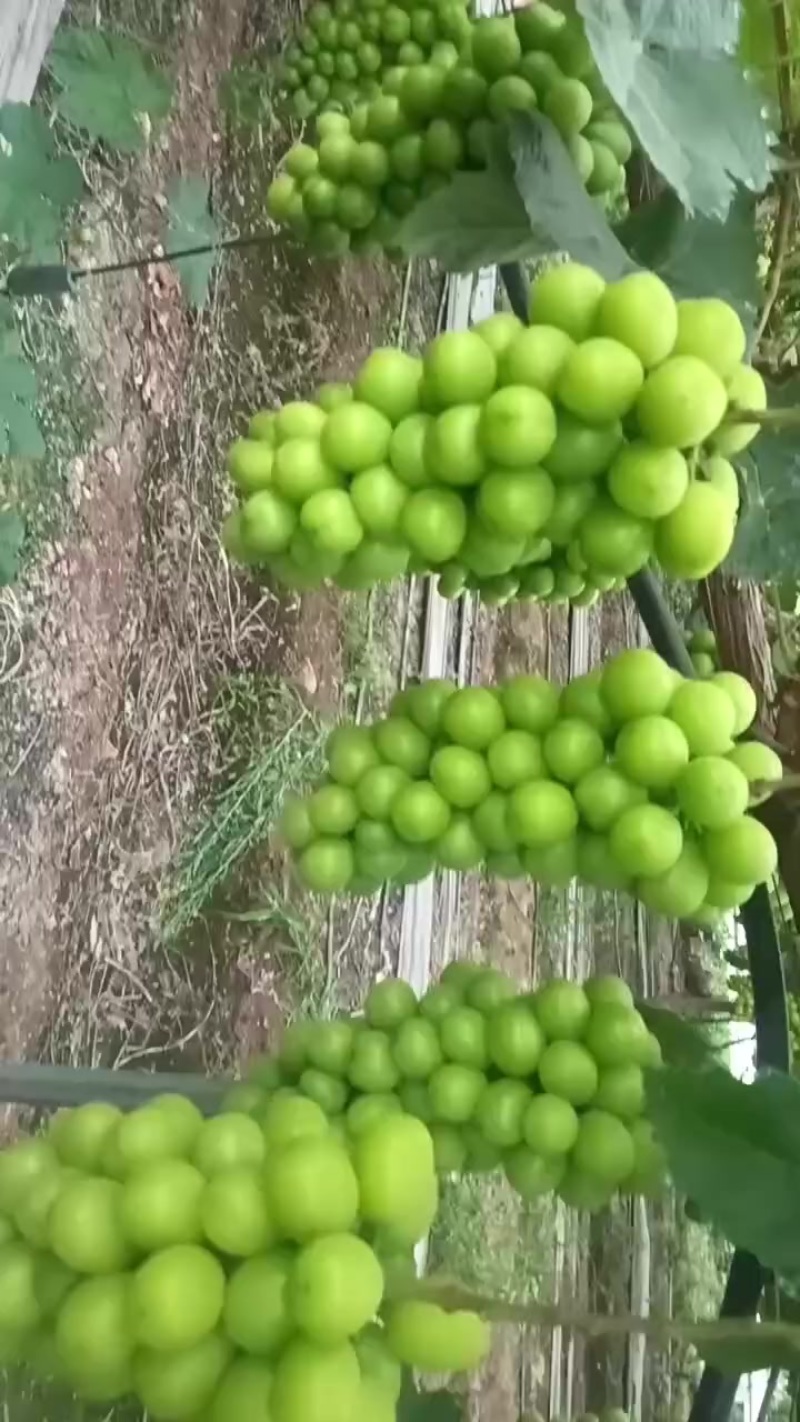 阳光玫瑰