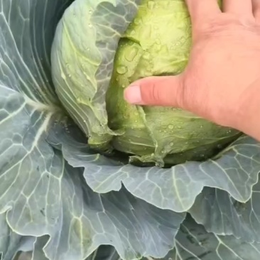 大个头铁头