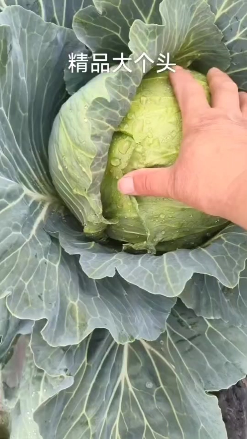 大个头铁头