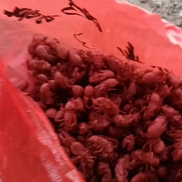 蝉壳