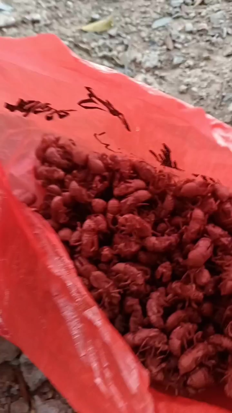 蝉壳