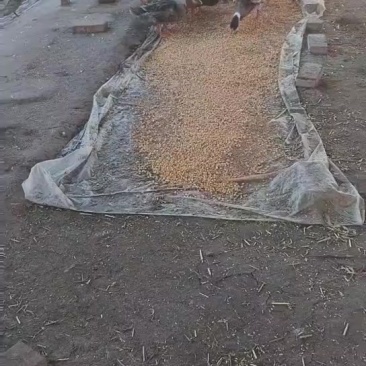 自家养殖活鸭