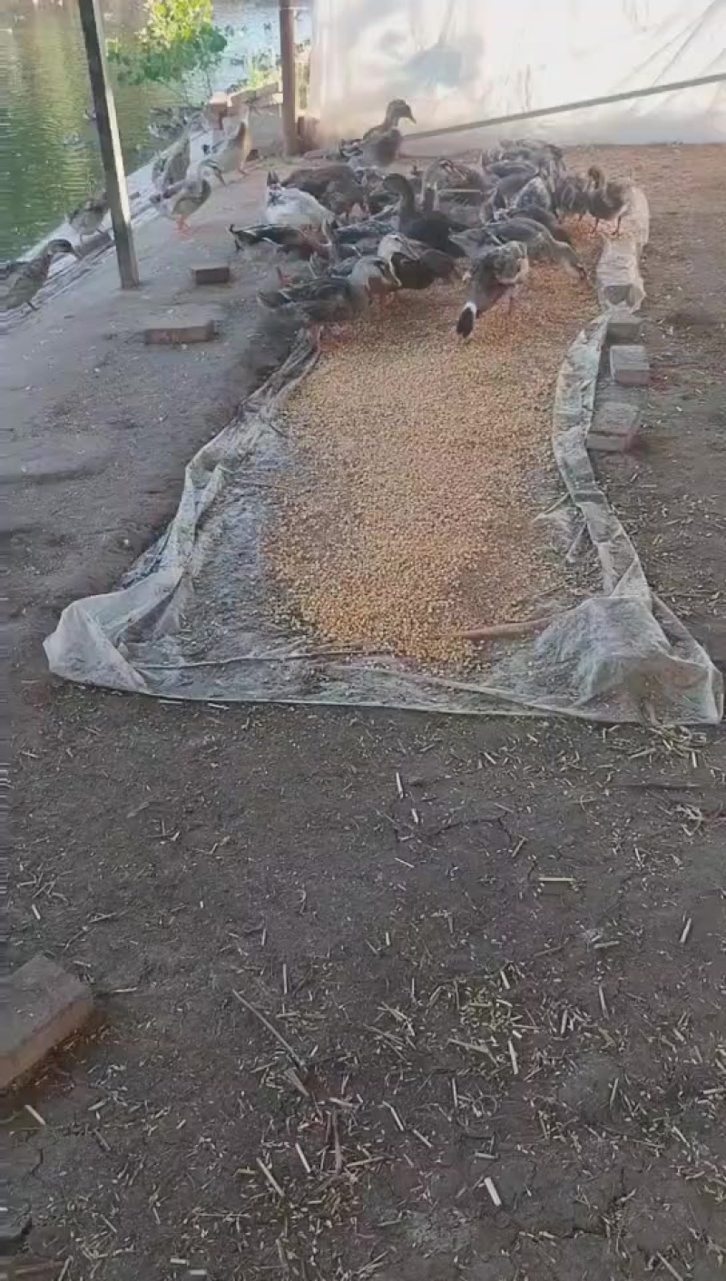自家养殖活鸭