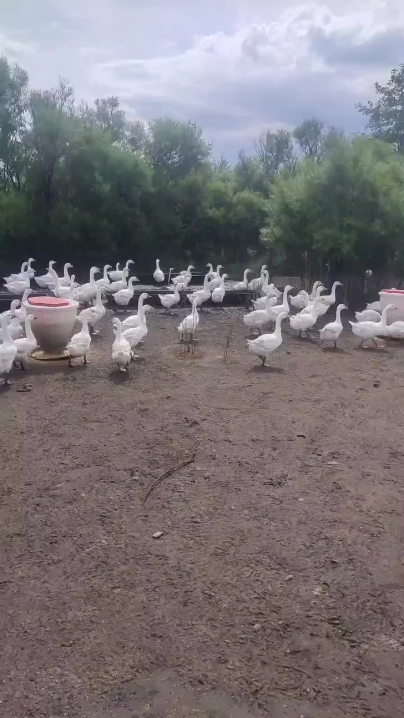 大鹅