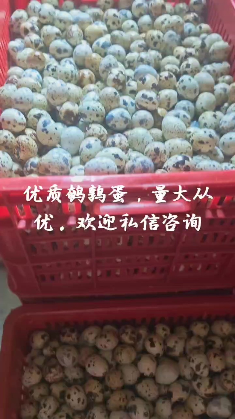 鹌鹑蛋