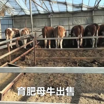 内蒙古草皮牛