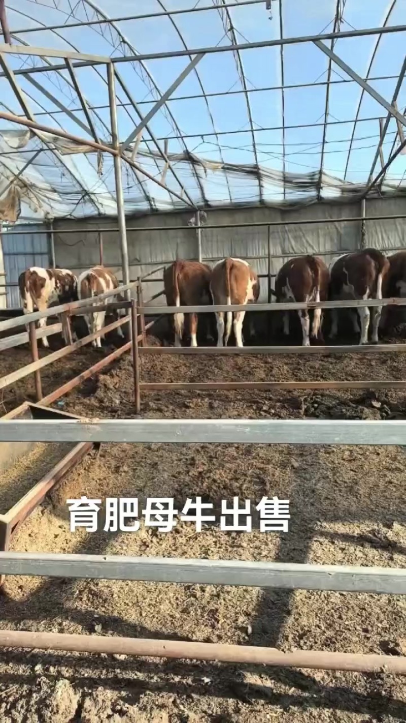 内蒙古草皮牛