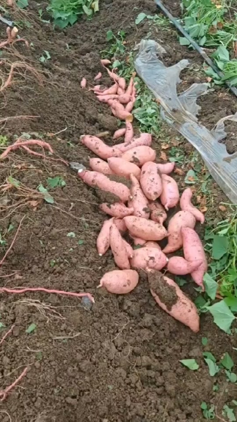 本地龙薯九大量上市