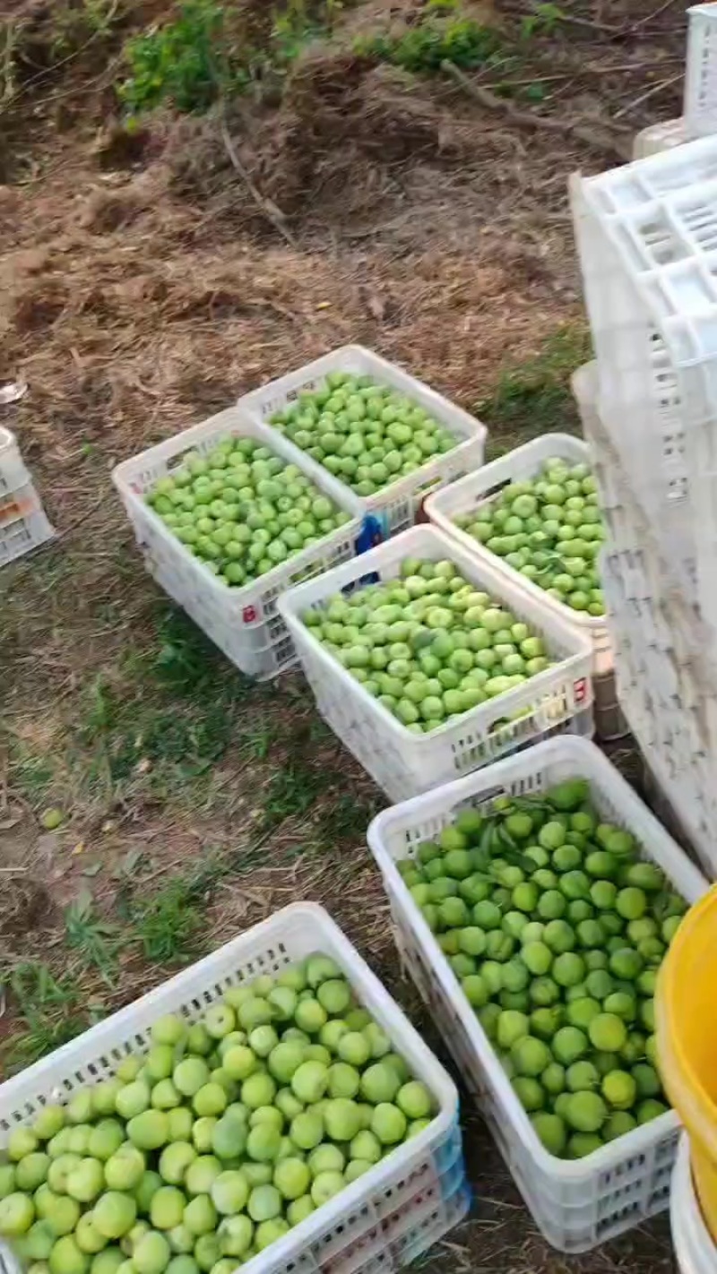 青李子出售