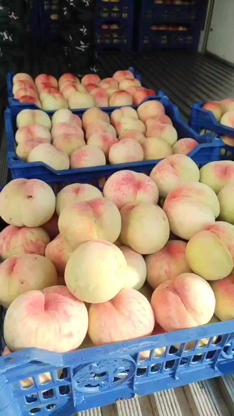深州市鲜桃
