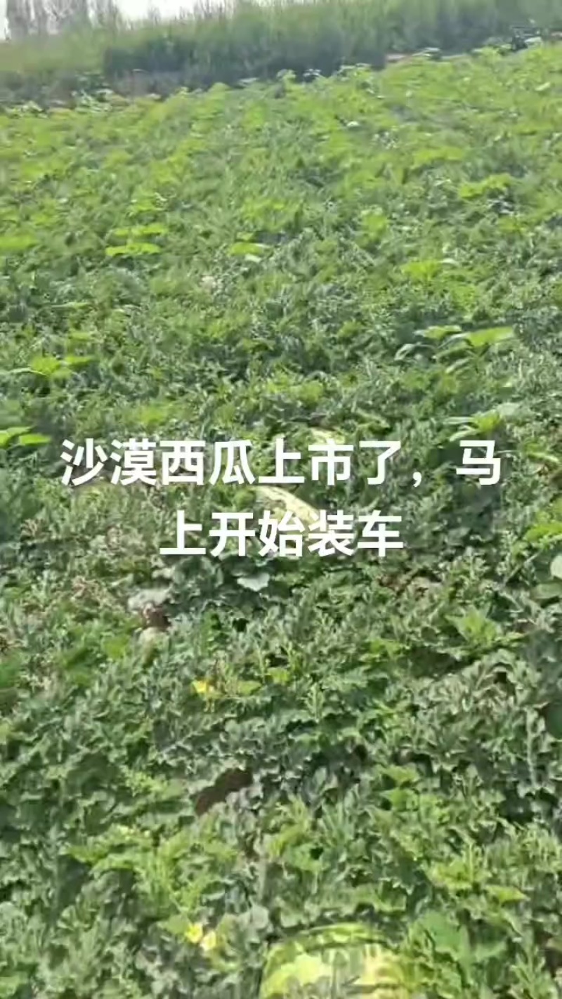 沙漠西瓜上市了