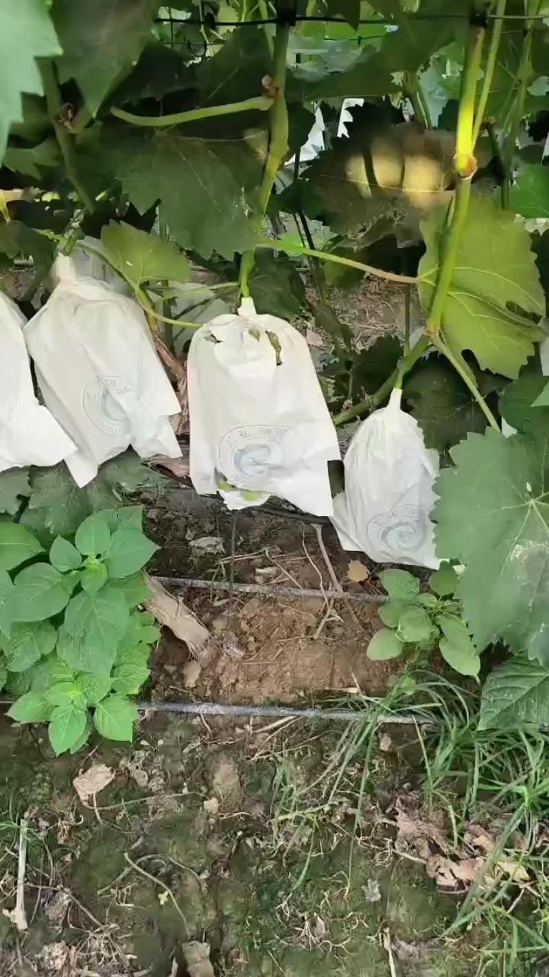 夏黑葡萄
