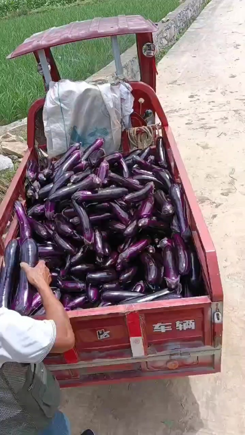 茄子