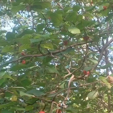构树果