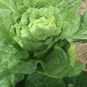 威宁白菜