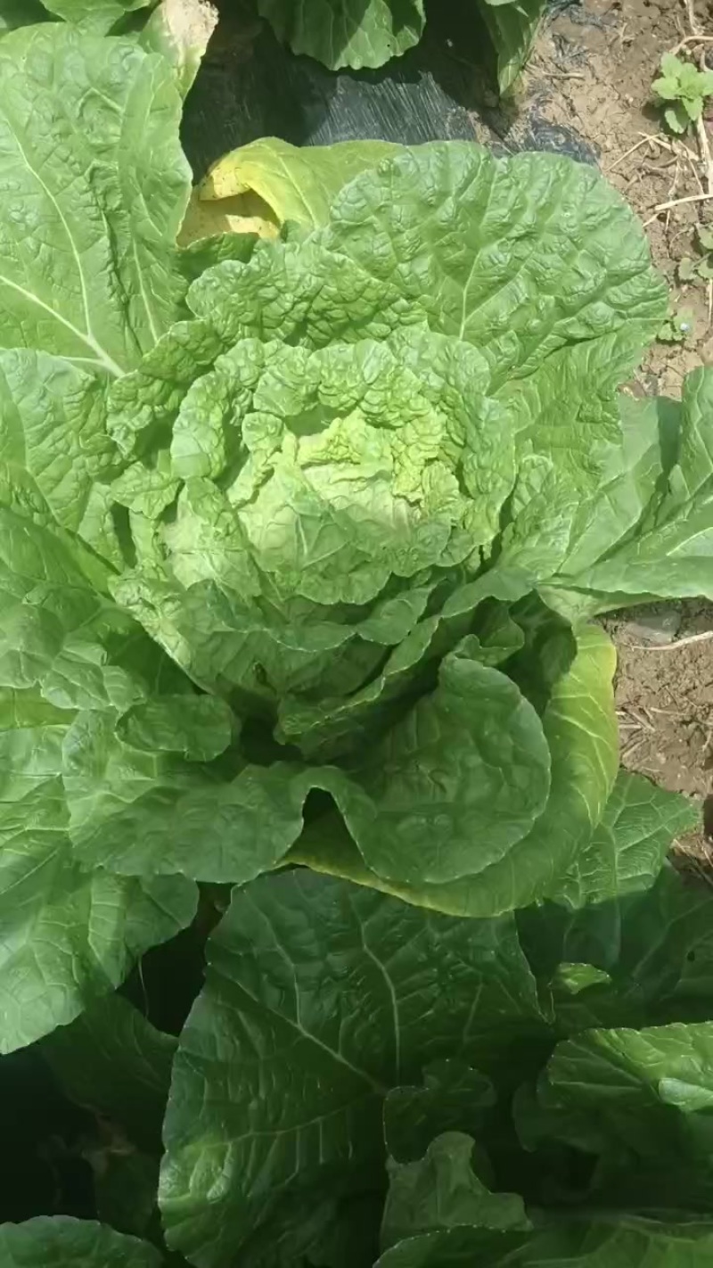 威宁白菜