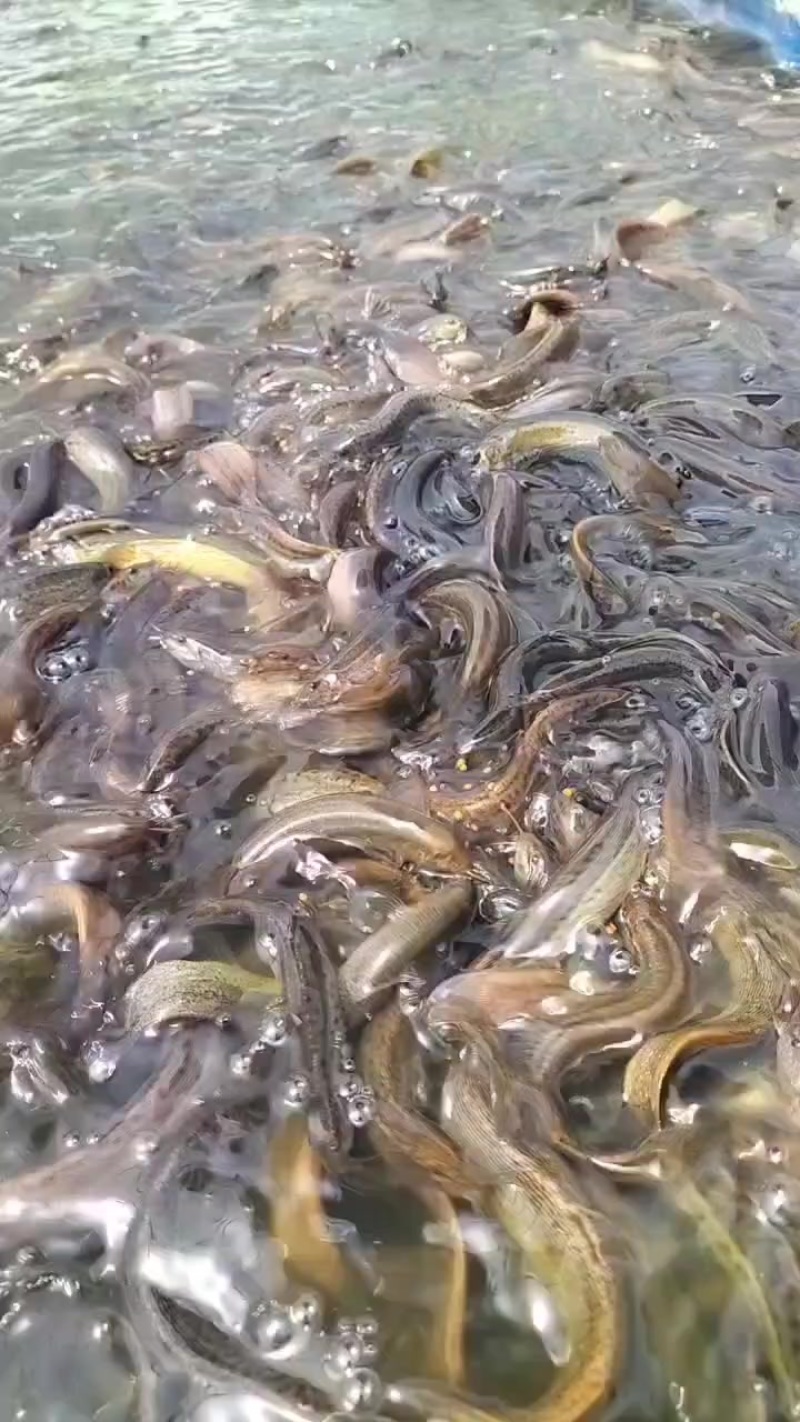 杂交泥鳅