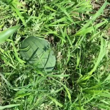 蜜冠龙纯沙土地西瓜