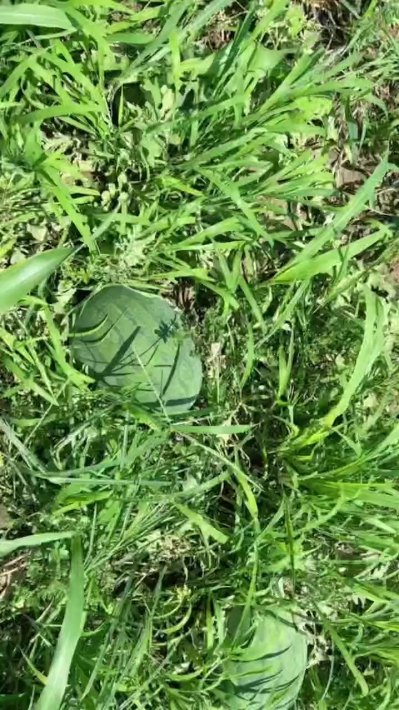 蜜冠龙纯沙土地西瓜
