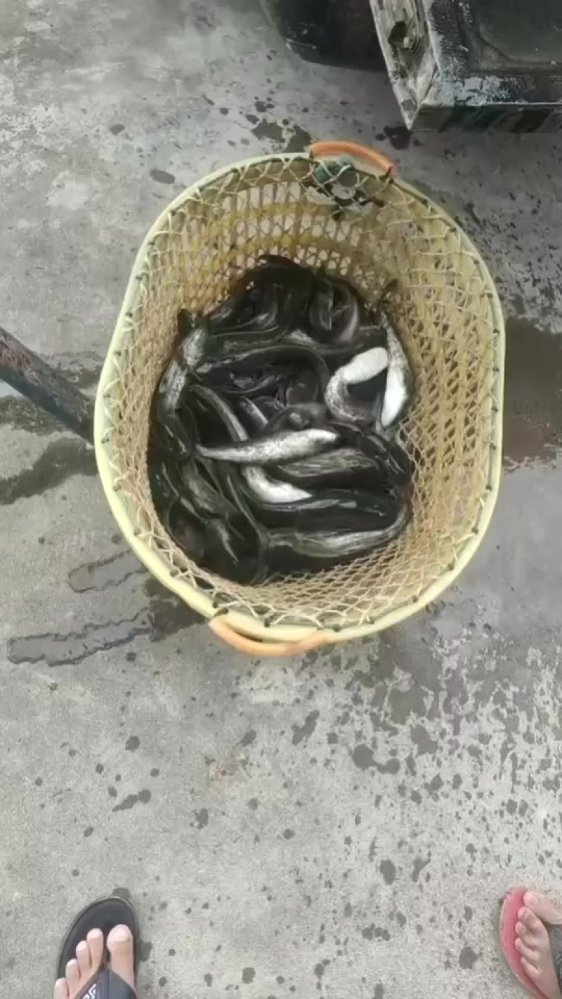 大口鲶鱼:成鱼1斤多到3斤多，也有鱼苗3两左右