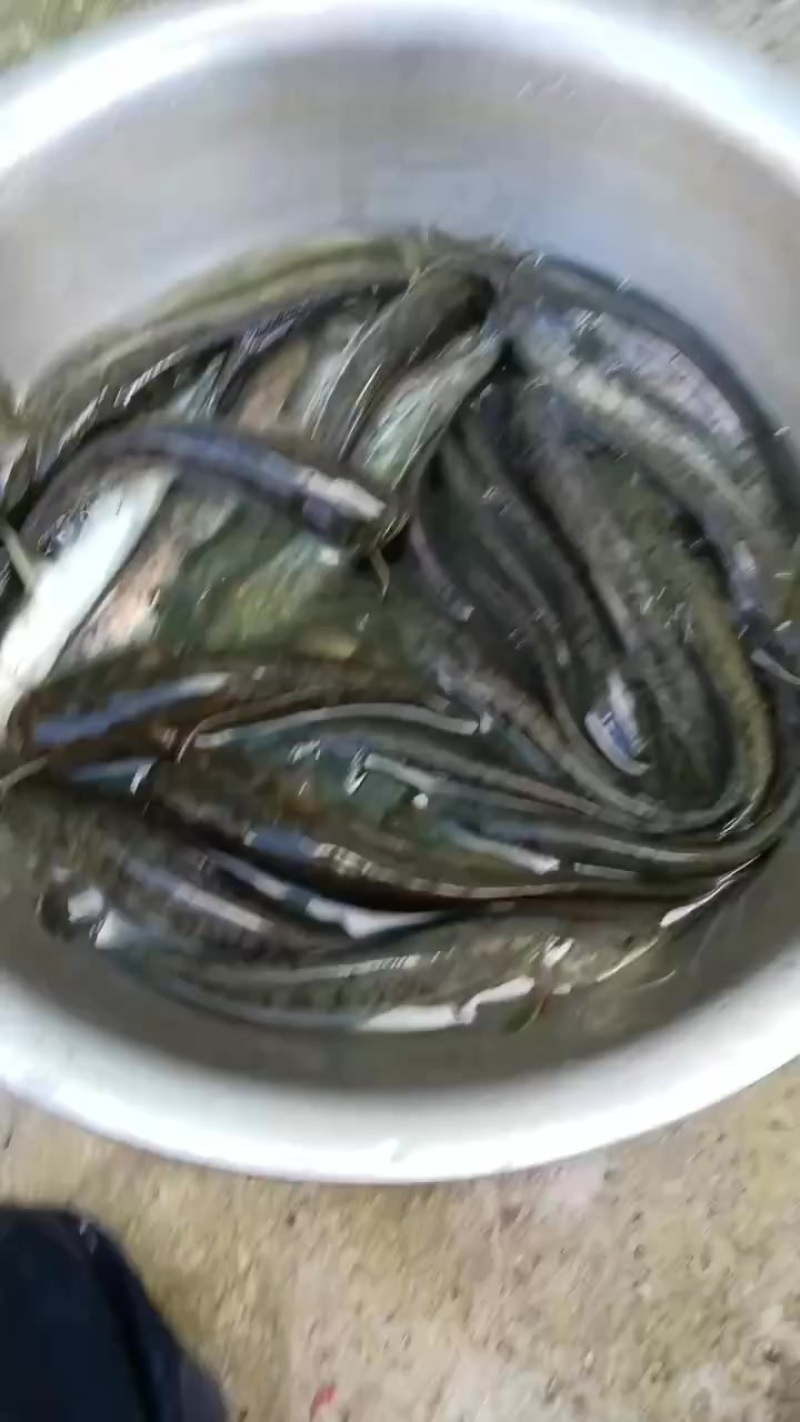 大口鲶鱼:成鱼1斤多到3斤多，也有鱼苗3两左右