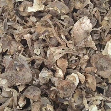 北风菌
