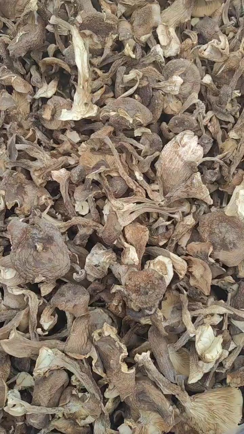 北风菌