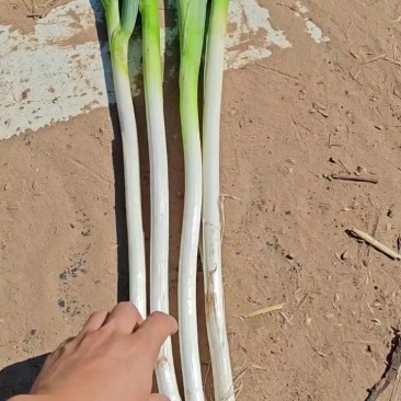 大葱