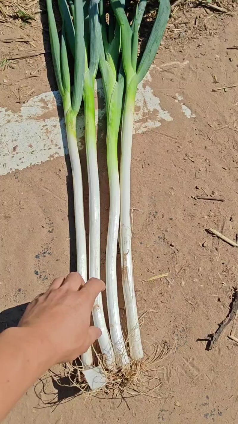 大葱