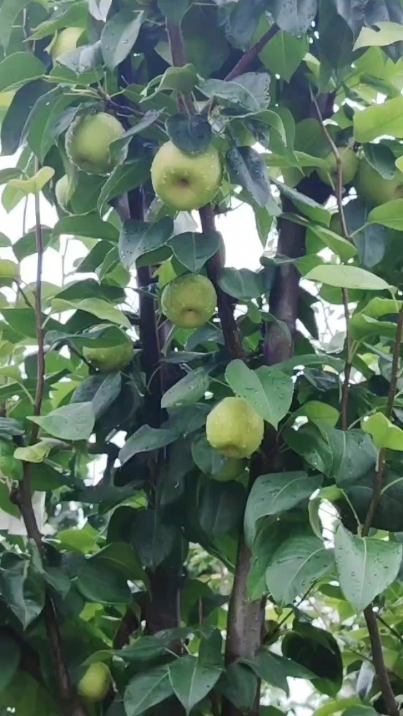 翠冠梨